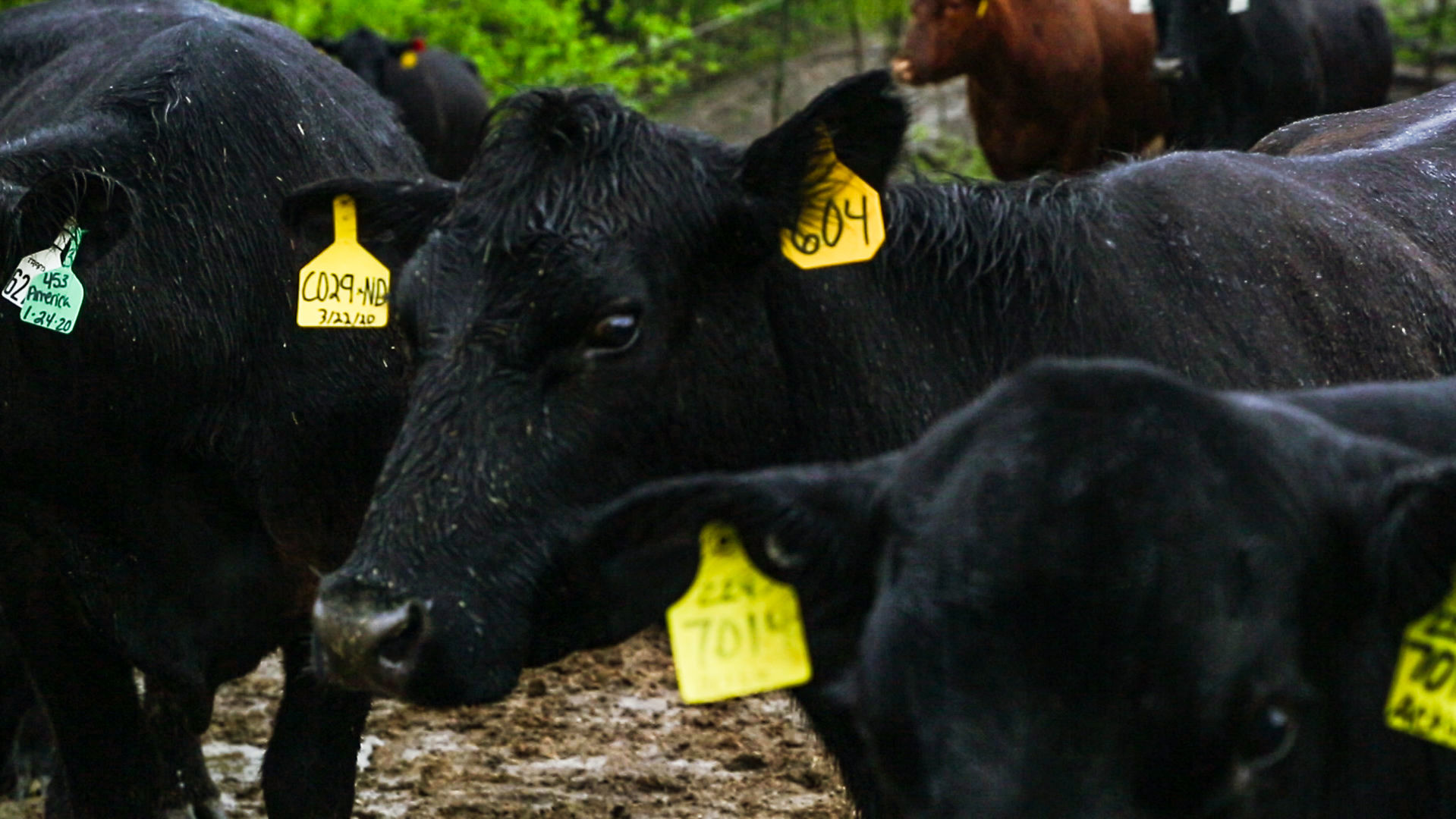 Coronavirus and its impact on meat production